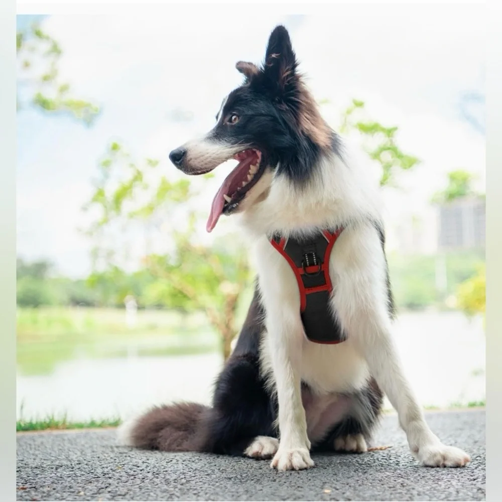 Phoepet new by